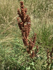 Rumex crispus