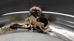 Parabuthus granulatus