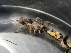 Parabuthus granulatus