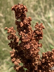 Rumex crispus