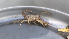 Parabuthus granulatus