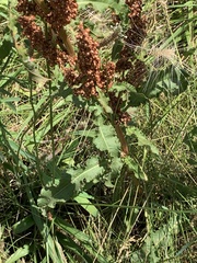 Rumex crispus