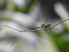 Macrogomphus wynaadicus