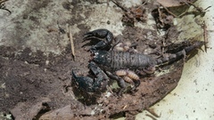 Opisthacanthus capensis