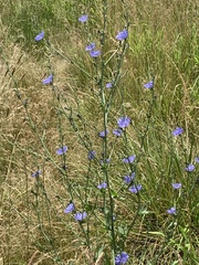 Cichorium intybus