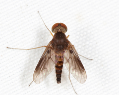 Chrysopilus quadratus