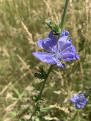 Cichorium intybus