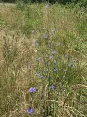 Cichorium intybus