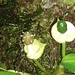 Anthurium llanense Croat 2