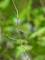 Macrogomphus wynaadicus