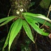 Anthurium llanense Croat 3