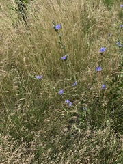 Cichorium intybus