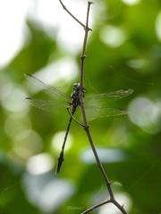 Macrogomphus wynaadicus
