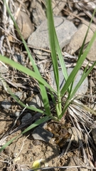Sporobolus neglectus