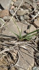 Sporobolus neglectus