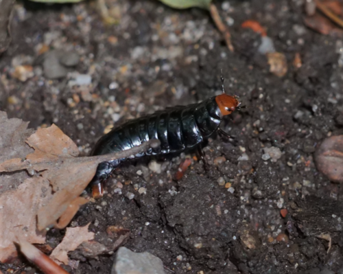 Four-spotted Carrion Beetle, photo 2 of 10