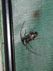 Exocentrus adspersus