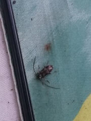 Exocentrus adspersus