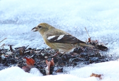 Loxia leucoptera image