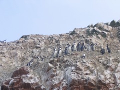 Spheniscus humboldti