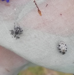 Mogulones geographicus