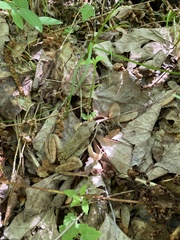 Lithobates sylvaticus image