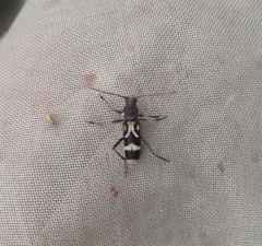 Chlorophorus figuratus