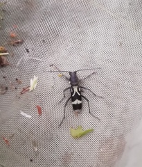 Chlorophorus figuratus