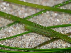 Pentidotea montereyensis