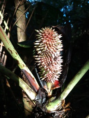 Anthurium kamemotoanum