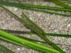 Pentidotea montereyensis