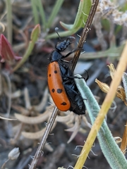 Hycleus scutellatus