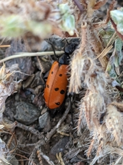 Hycleus scutellatus