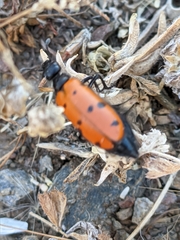 Hycleus scutellatus