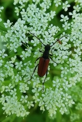 Anastrangalia dubia