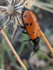 Hycleus scutellatus