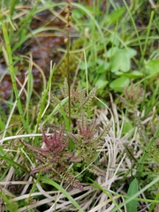 Pedicularis palustris