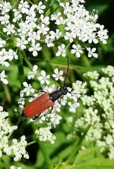 Anastrangalia dubia