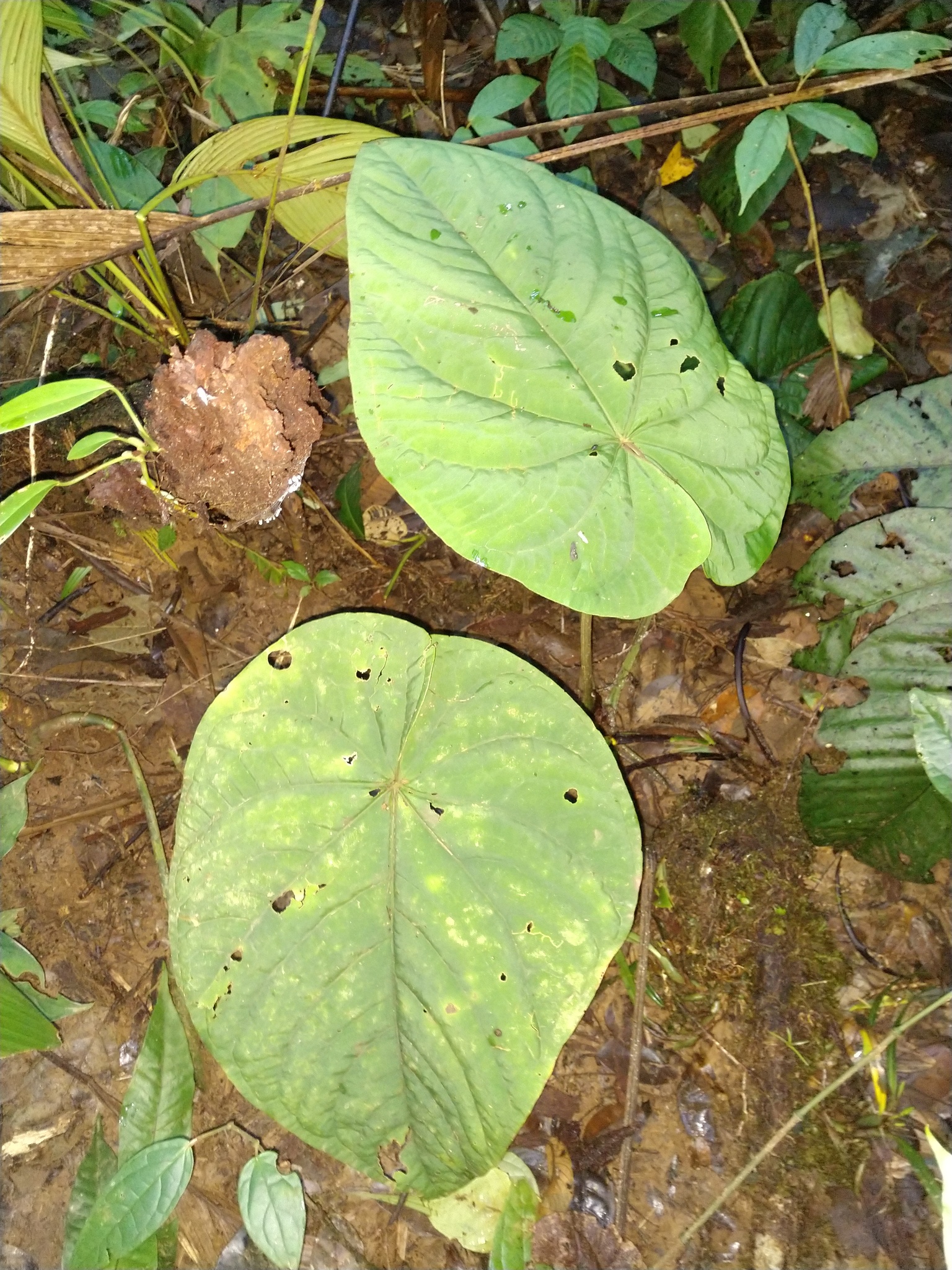 Anthurium kunayalense  iNaturalist