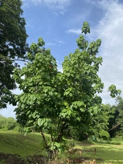 Magnoliopsida