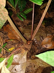 Anthurium kunayalense