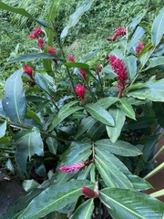 Alpinia purpurata