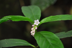 Spigelia hamelioides