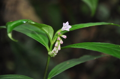 Spigelia hamelioides