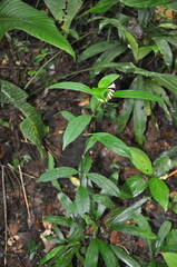Spigelia hamelioides