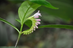Spigelia hamelioides