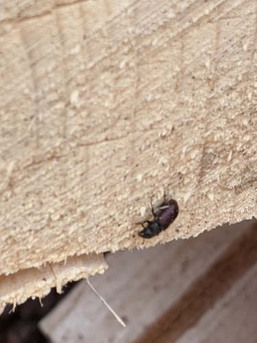 Spruce Bark Beetle photo 6