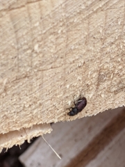Dendroctonus rufipennis