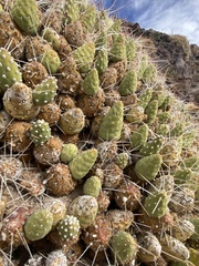 Maihueniopsis