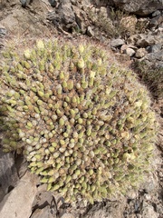 Maihueniopsis